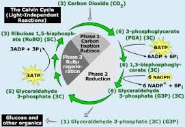 Sequential Steps Involved In Dark Reactions Calvin Cycle Carbon Fixation
