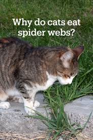 What human food can cats eat, and what not to feed cats. Why Do Cats Eat Spider Webs Cats Cat Lovers Spider Web