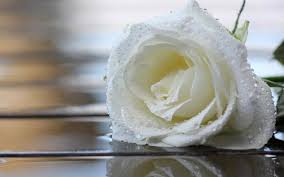 If you're looking for the best white rose wallpapers then wallpapertag is the place to be. White Rose Wallpaper For Android Apk Download