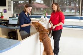 Help your dog, cat, puppy or kitten get the care they need. Emergency Veterinarian And Animal Hospital In Garden Grove Ca