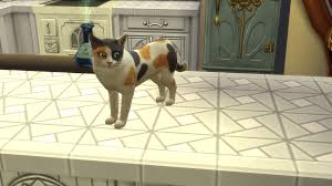 I love exploring all kinds of techniques, so the patterns i post are a reflection of my eclectic knitting style. Evil Witch Is One Of My Best Looking Sims Yes That S Her Name She S A Witch Who Knits Her Familiar Is Her Cat Named Porkchop Nougat I Love Calico Colours She Lives