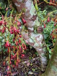 Buah belimbing buluh sebenarnya mengandungi banyak khasiat yang tidak ternilai. Pokok Belimbing Buluh Tanaman