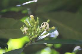 Image result for Tabernaemontana crassa