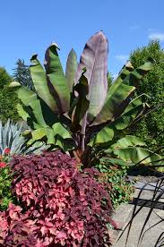 Image result for Ensete ventricosum
