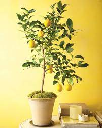 This is why our dwarf key lime trees are commonly given as gifts for birthdays, major holidays such as. How To Grow Citrus Indoors Video Martha Stewart
