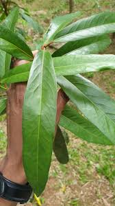 Image result for Brexia madagascariensis