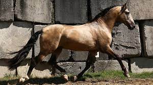 She has been ridden by beginners. Pre Horse Buckskin For Sale Top Quality Cod 17753 Iberian Horses Pre Horses For Sale