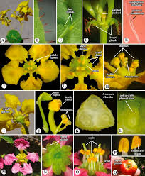 I've never purged from san pedro, but it certainly has been known to happen. Malpighiaceae An Overview Sciencedirect Topics