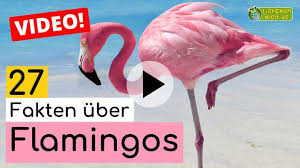 May 20, 2024 € 3.00 m. Flamingo Tier Steckbrief Fur Kinder Schule