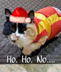 All About Cats Home Facebook