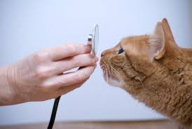 emergency first aid tips for cats cats cat health cat care