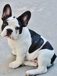 Black And White Frenchie Dog Black And White French Bulldog Bulldog Puppies White French Bulldog Puppies French Bulldog Puppy