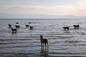 A controversial floating nuclear power plant made by russia has headed out for its first sea voyage. Savas Onur Sen Photographer All About Photo