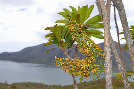 Image result for Hugonia