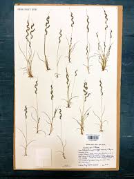 Image result for Richardsiella