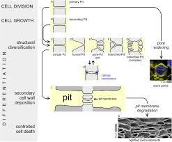 The water in the vacuole creates something called turgor pressure. Plasmodesmata And The Problems With Size Interpreting The Confusion Sciencedirect