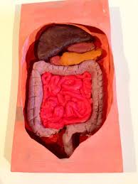 The Digestive System Cardboard And Play Dough Www Daddydaddycool Com Digestive System Project 5th Grade Science Projects Digestion