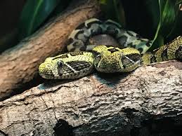 Best Bitis Buddies | Wild View