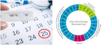 Ovulation Things To Know About Menstrual Cycle 1st For