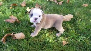 In a tri colored dog, the third color can range anywhere from light fawn to golden brown. English Bulldog Carrier Pasteurinstituteindia Com