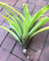 Image result for Rawsonia