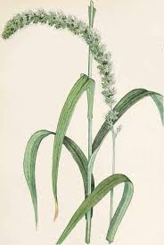 Image result for Setaria italica