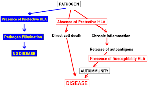 We did not find results for: Immunogenetic Epidemiology Of Dementia And Parkinson S Disease In 14 Continental European Countries Shared Human Leukocyte Antigen Hla Profiles
