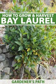 The beautiful and lush indian laurel column is a fan favorite across the southwest because of its ability to produce great privacy! How To Grow And Care For Bay Laurel Trees Gardener S Path