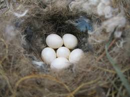 Garden Bird Birds And Their Eggs Pictures Bird Nest Identification Western Bluebirds And Oak Titmouse Titmouse Identifying Birds Bird Eggs