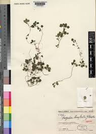 Image result for Droguetia iners