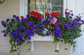 Pin By Connie Collins On Garden Blue Flowers Garden Window Box Flowers Red Geraniums