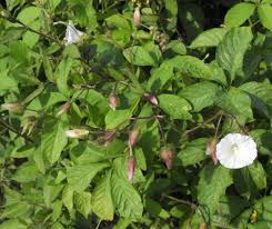 Image result for Merremia