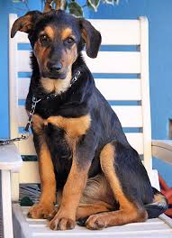 German shepherd rottweiler mix such a great mix i have a female and she weighs 120 lb rottweiler puppies rottweiler mix puppies rottweiler puppies for sale. Westside German Shepherd Rescue Of Los Angeles
