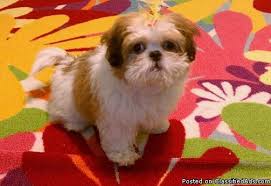 Im asking 800.00 for the males and 900.00 for the one female. Shih Tzu Puppy For Sale Price 350 For Sale In Birmingham Alabama Best Pets Online