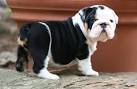 English Bulldog Puppies for Sale | Lancaster Puppies