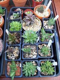 If your succulents were to look out the window from their sill, they would be able to see the sun in the sky. Shade Succulents Drought Tolerant Garden Guide Install It Direct