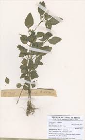 Image result for Justicia tenella