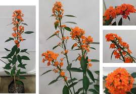 Image result for Euphorbia fulgens