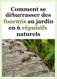 Anti fourmis naturel et efficace pour éliminer et éloigner les fourmis de votre jardin, de votre pelouse et de votre maison. Epingle Sur Animaux Insectes