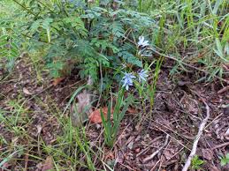 Image result for Aristea abyssinica