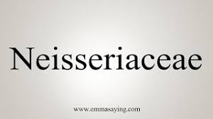 Image result for Neisseriaceae