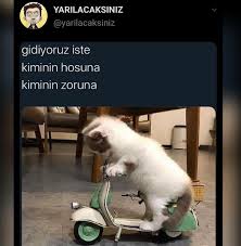 Halay Ceken Kediler