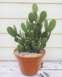 Although the poinsettia is not poisonous to people or pets, it is classified as. 12 Spectacular Succulents To Boost Your Houseplant Collection In 2021 Opuntia Microdasys Cactus Plants Cactus House Plants