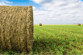 We did not find results for: Forage 2021 It Depends The Best Way To The Best Alfalfa Hay Tsln Com