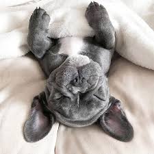 Check spelling or type a new query. 900 Cute French Bulldog Ideas In 2021 Bulldog French Bulldog Cute French Bulldog