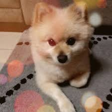 14,861 likes · 592 talking about this. Chester O Lulu Da Pomerania Home Facebook