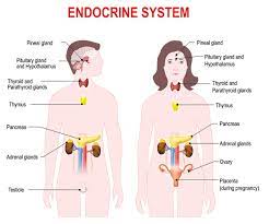 The Endocrine Or Hormonal System Hormones Australia
