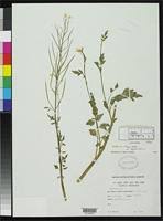 Image result for Cardamine obliqua
