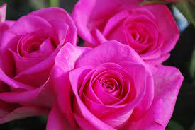 Pink 1 Rose Flower Pictures Hot Pink Roses Rose Flower Wallpaper