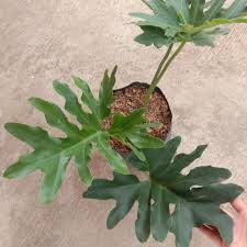 The term 'philodendron' is sometimes shortened to 'philo'. Philodendron Selloum Hope Plant Indoor Outdoor Shopee Philippines